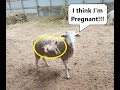 Are my sheep pregnant? Easy ways to tell