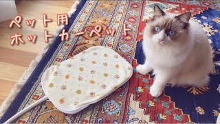 【ペット用ホットカーペット】ラグドール猫のポカポカ寒さ対策グッズ