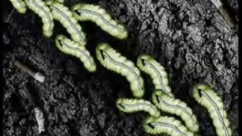 THE LOCUST "LIVE FROM THE RUSSIAN COMPOUND": Official video