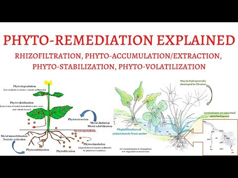 วีดีโอ: Phytoremediation มีกี่ประเภท?