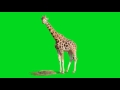 Green screen animals  giraffe stock footage