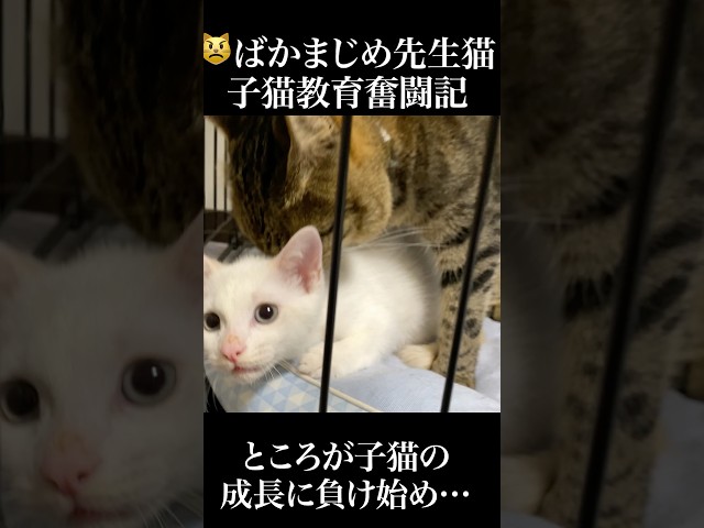😾ばかまじめ先生猫の子猫教育奮闘記 #cat  #猫  #ねこ  #保護猫  #shorts  #猫のいる暮らし