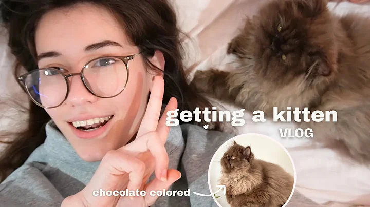 Video 5617741: chocolate persian, kitten