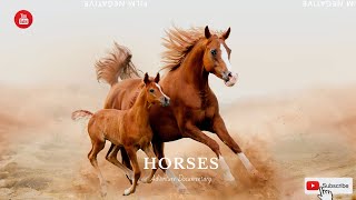 HORSES / ЛОШАДИ - Adventure Documentary