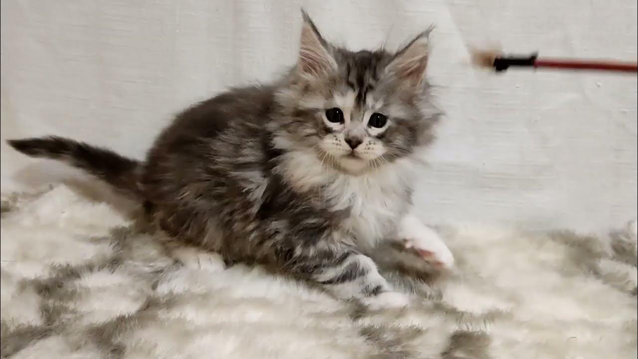 Трёхцветная кошка. Укороченный кот. Смешные фото кошек. Пугливый кот. Котики трехцветные.