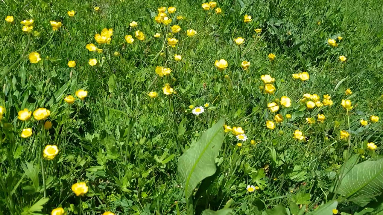 Erzurum Aşkale/Yayla köyü