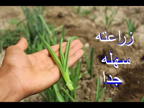 فيديو: زراعة وأصناف الكراث