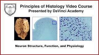 Neuron Structure, Function, and Physiology [Nervous System Histology 1 of 3]