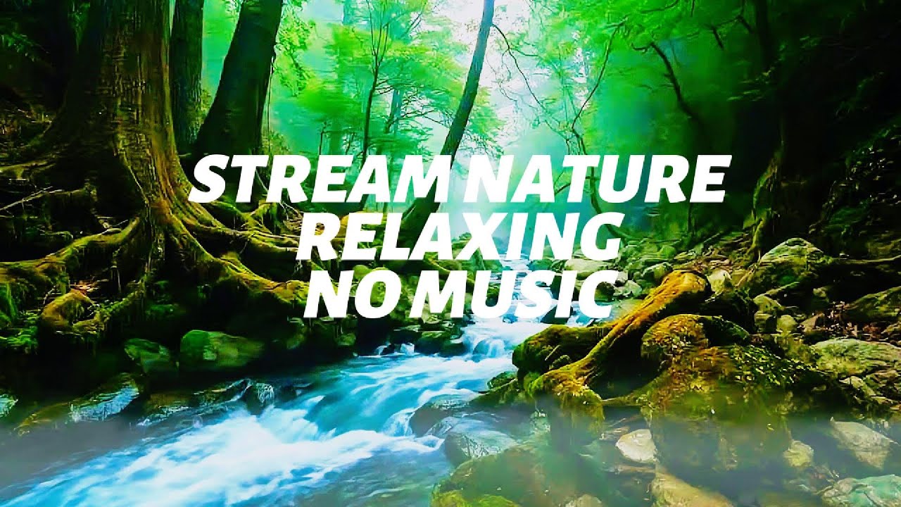 Relaxing Nature Sounds for Sleep, Forest Sounds & Birds Singing | Deep ...