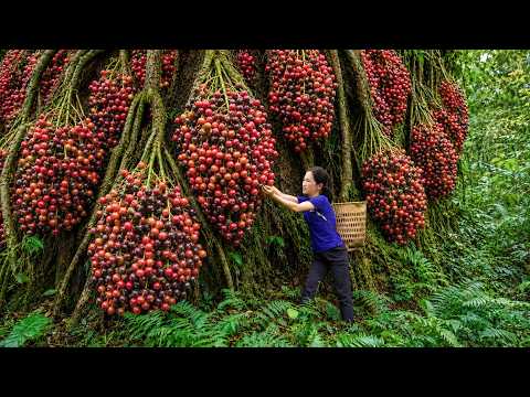 Harvesting Giant Wild Vối Fruits Deep in the Forest | Big Profit at Village Market | Off The Grid
