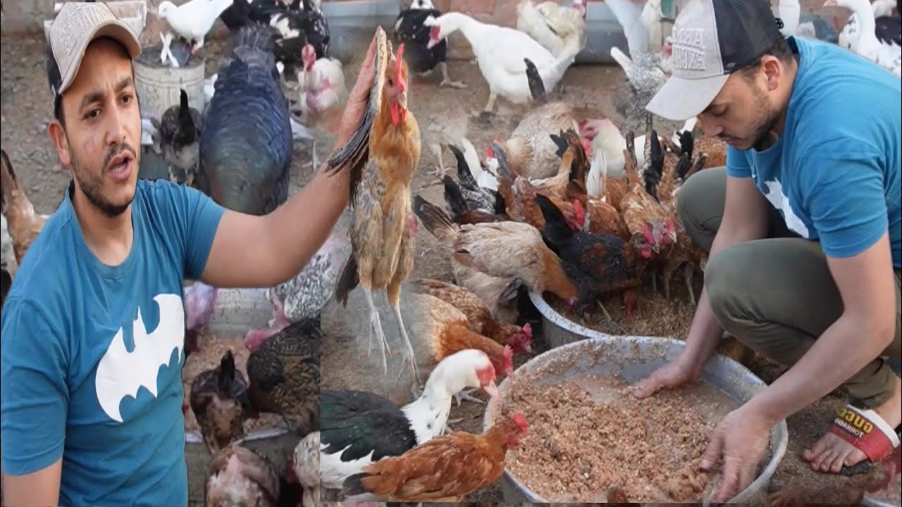 فوائد الردة اوالنخالة لتسمين الطيور والطريقة الصح للاستخدام وكمان هانوفر ونزود إنتاج البيض مع البديل