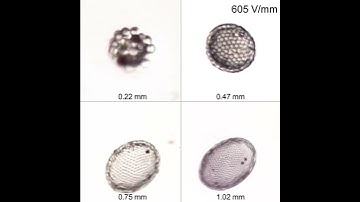 Electrorotation of a Pickering emulsion droplet , Quincke rotation , particle shell , oil droplet