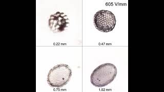 Electrorotation Of A Pickering Emulsion Droplet , Quincke Rotation , Particle Shell , Oil Droplet