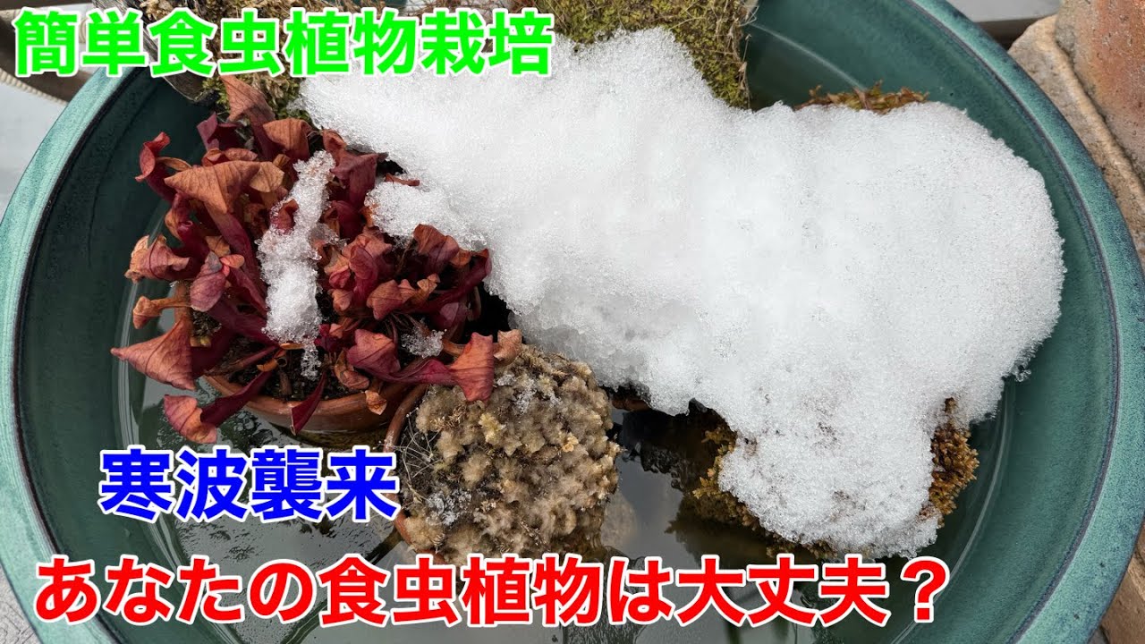 食虫植物の育て方。寒さの限界は！？
