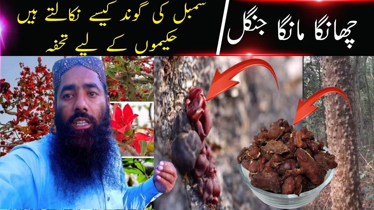 Secrets of Changa Manga Jungle | How Herbalists Collect Precious Gum ...