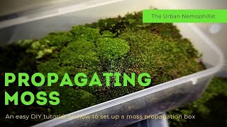 How to setup a moss propagation box || How to grow moss