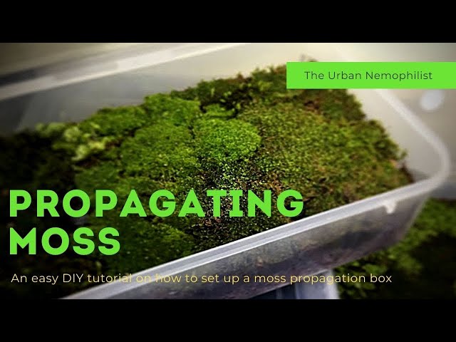 How to Grow Moss — Here's How to Grow Moss in 5 Steps