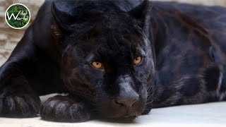 Black Jaguar playing | Black Jaguar behavior |  Beautiful black jaguar - Wild World TV