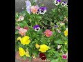 MIAKA 君がいた夏feat.ブリスタ 花💐と共に