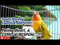 Suara Burung Lovebird AMPUH Paling di cari dan CEPAT di Respon