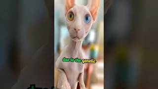Background Of The Birth Of The Sphinx Catclick On The Description