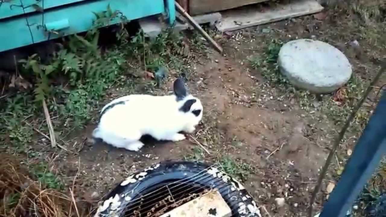ウサギ捕獲 Youtube ウサギ捕獲 Youtube