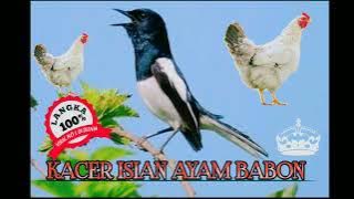 Kacer Gacor Isian Unik Ayam Betina