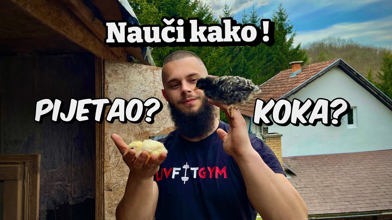 Kako Odrediti Spol Kod Pilića! Koka?Horoz?