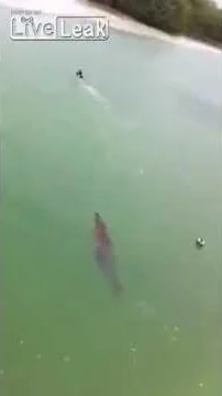 深海 生物 ヒトガタ