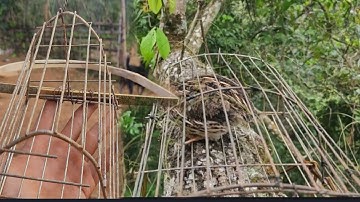 Bẫy Chim Săn Và Chế Lồng Bẫy Cút Rừng | Hoa Ban Nét