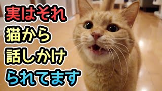 【猫の鳴き声特集】猫が鳴くのはどんなサイン鳴き声の違いで猫の様子を知ろう
