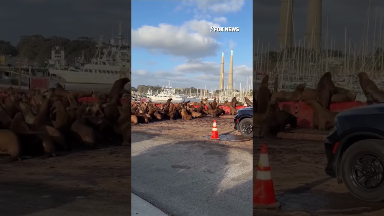 ⁣SEE IT: California police use SIRENS to clear sea lions from road