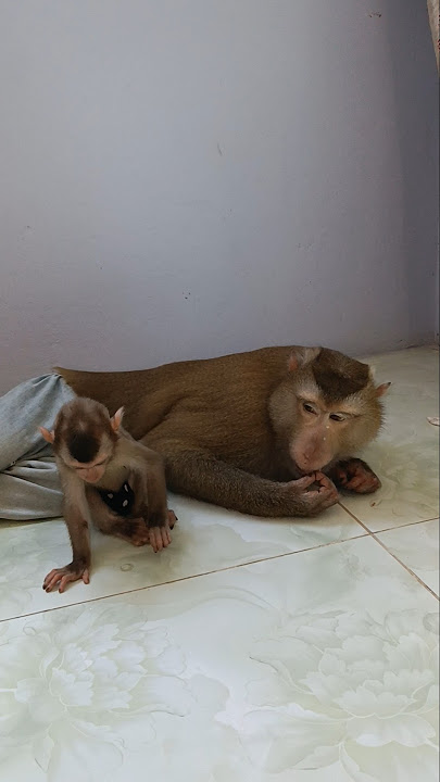 Lovely animal SokYaa,Sokhaa, To To And Mom Are Famous & Amazing #shorts
