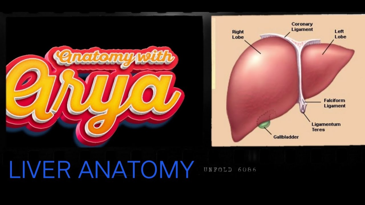 LIVER ANATOMY | RELATION | ABDOMEN
