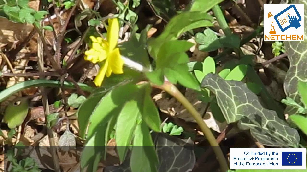 P1 13 Anemone ranunculoides