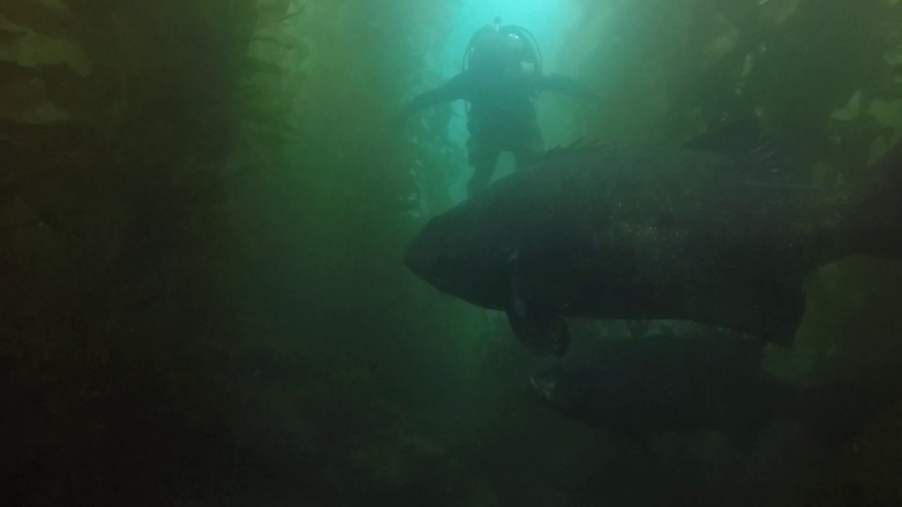 Sneaking Up On 2 Giant Sea Bass Youtube