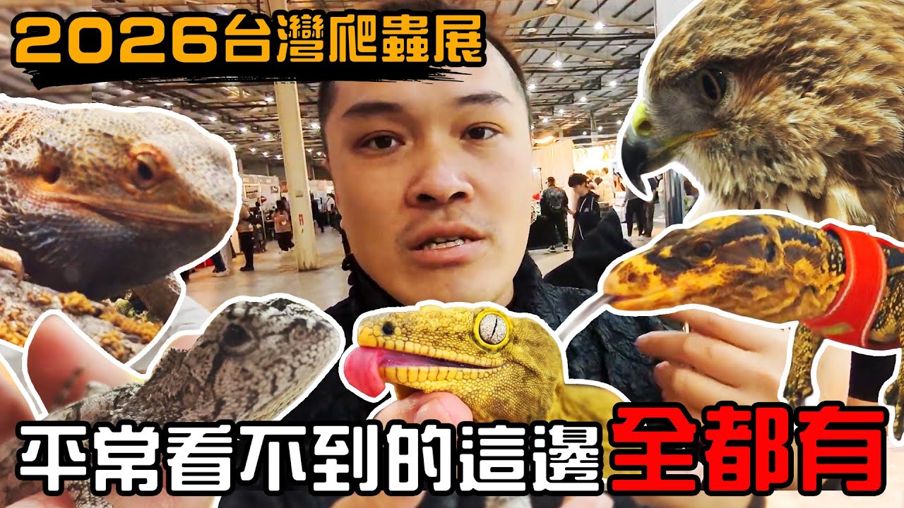 白化綠鬣蜥 ! 巨人守宮 ! 噴射大便的老鷹 ! 2026爬蟲展怎麼這麼熱鬧啦 ! 阿狐獴在我手中怎麼這個樣子 !? | iguana | Taiwan