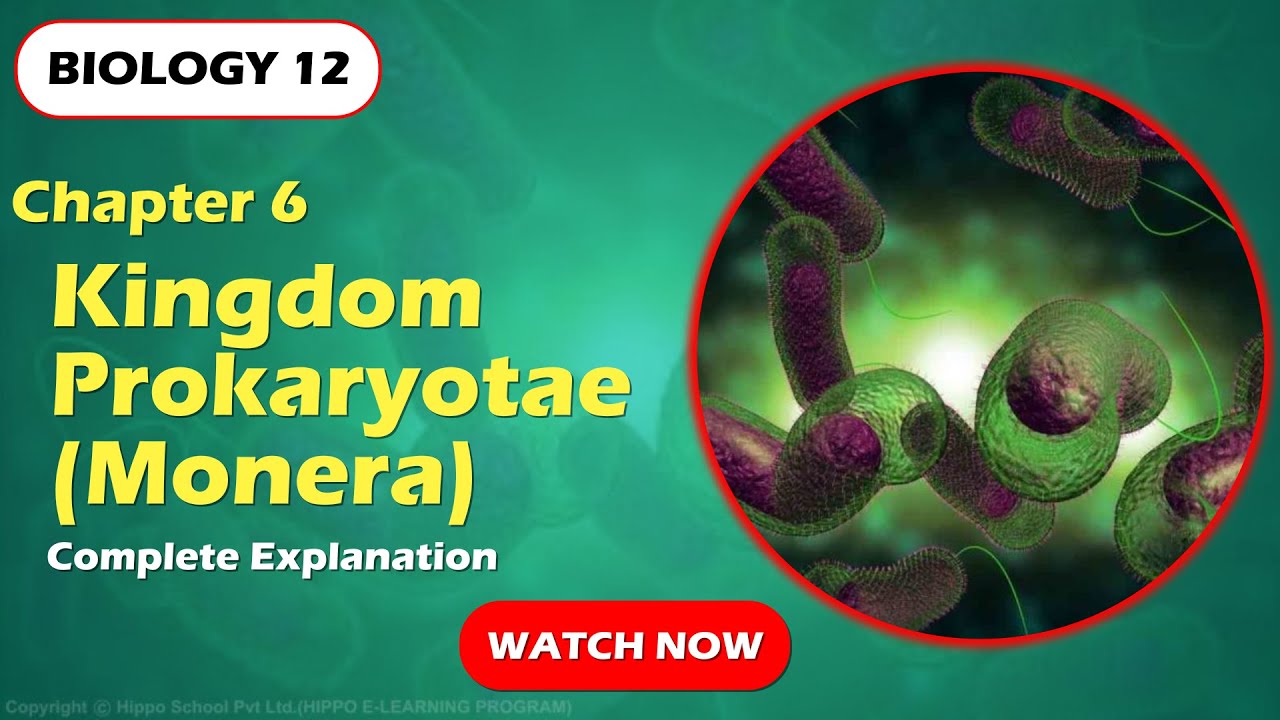 Kingdom prokaryote Full Explained Biology Class 12 Ch 6 Watch now