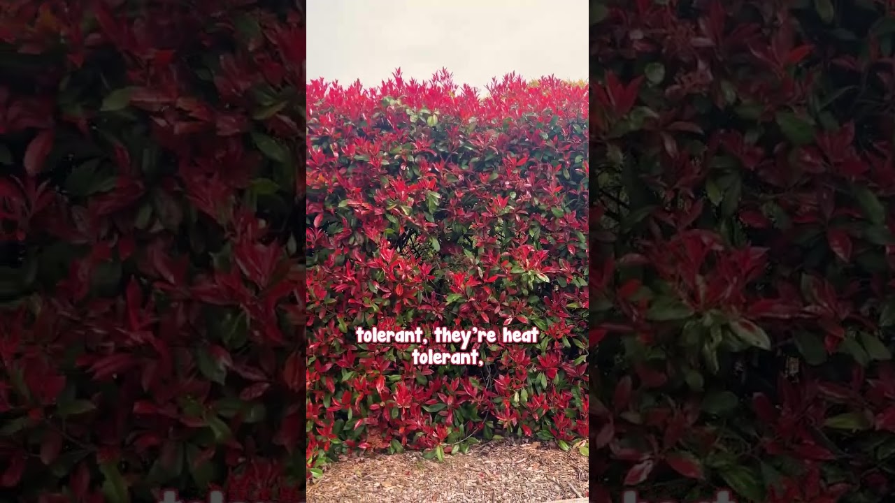 Фотиния Ред Робин — самая выносливая и яркая живая изгородь.