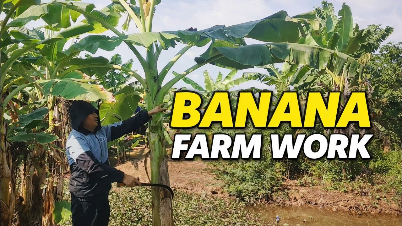 Complete Banana Tree Care on the Farm | Pruning, Harvesting & Fish Feeding