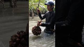 Nipa Palm Fruit