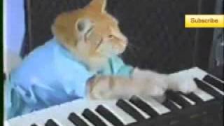 Keyboard Cat 10 Minutes!