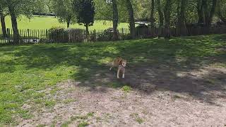 Daily Run At The Park | Husky X & Saluki by Arn Edward 31 views 11 months ago 18 seconds