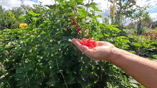 Harvesting My Own Currants For a Currant Coffee Cake! 🍰