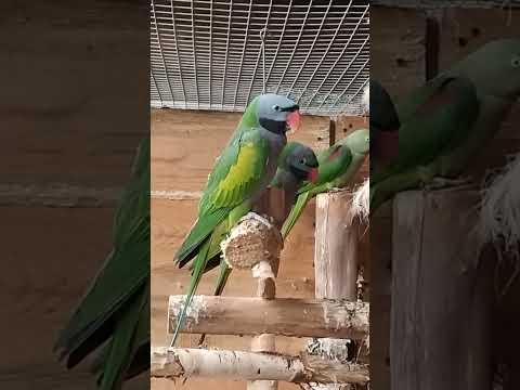 aleksandretta chińska, Psittacula derbiana,Lord Derby's parakeets