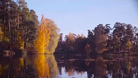 Autumn Leaves By Lake Stock Video