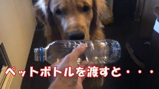 お手伝いゴールデンレトリバーが可愛すぎ！ゴールデンレトリバー ジョイ