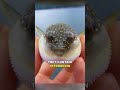 Pufferfish The Poisonous Blowfish