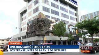 Una boa causó temor entre los transeúntes de la Av. 9 de Octubre en Guayaquil