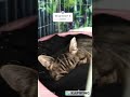 Tylko w stałym domku poczuję zen! #cats #cat #koty #śmieszne #memes #duet